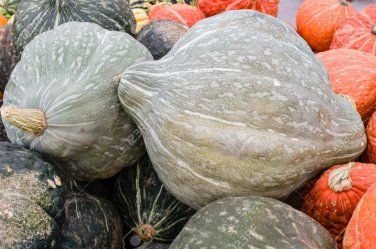 Blue Hubbard Winter Squash New England Blue Hubbard one pack seed local US