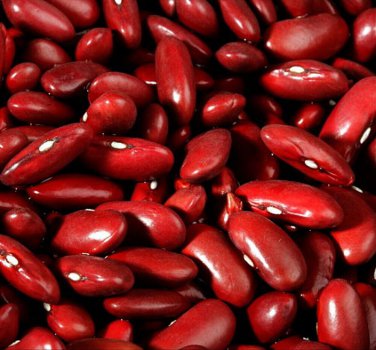 Dark Red Kidney Bush Bean Baked Beans and Chili  one pack seed local US