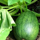 Tatume Summer Squash Mexican Squash Calabacita one pack seed local US
