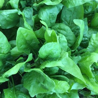 Viroflay Spinach Monstrueux de Viroflay  one pack seed local US