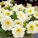 Petunia Prism Sunshine Pelleted Attracts Butterflies one pack seed local US