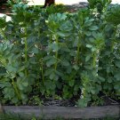 Broad Windsor Fava Bean Mediterranean Cover Crop one pack seed local US