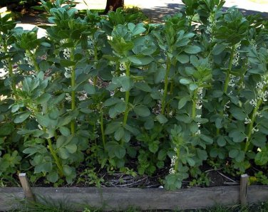 Broad Windsor Fava Bean Mediterranean Cover Crop one pack seed local US