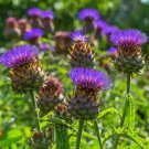 Cardoon Artichoke Thistle Variety Size Packets one pack seed local US