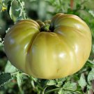 Great White Tomato 30 Beefsteak Type  one pack seed local US