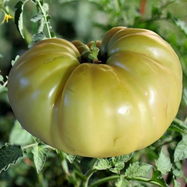 Great White Tomato 30 Beefsteak Type  one pack seed local US