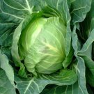 Copenhagen Market Early Cabbage  one pack seed local US