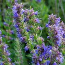 Hyssop Bees & Butterflies Blue-Violet  one pack seed local US