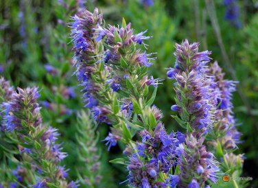 Hyssop Bees & Butterflies Blue-Violet  one pack seed local US