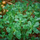 Green Purslane Little Hogweed Duckweed Omega-3s  one pack seed local US