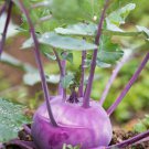 Early Purple Vienna Kohlrabi German Turnip  one pack seed local US