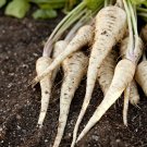 All American Parsnip Variety Size Packets one pack seed local US
