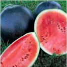 Black Diamond Watermelon Large Watermelon one pack seed local US