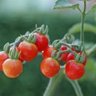 Tiny Tim Cherry Tomato 15  one pack seed local US