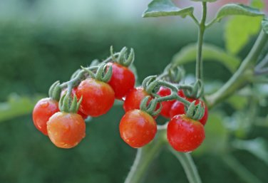 Tiny Tim Cherry Tomato 15  one pack seed local US