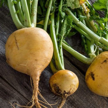 Golden Globe Turnip Variety Size Packets one pack seed local US