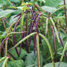 Top Pick Pinkeye Purple Hull Pea Cowpea Southern Pea one pack seed local US