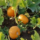 Small Sugar Pumpkin New England Pie Pumpkin Sugar Pie one pack seed local US