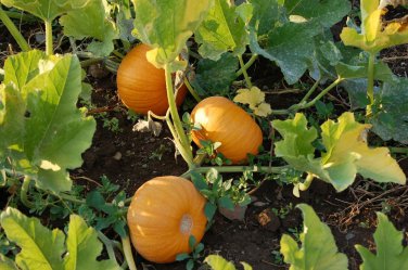 Small Sugar Pumpkin New England Pie Pumpkin Sugar Pie one pack seed local US