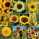 Beautiful Variety Sunflower Mix 7 Species Sunny Sunflowers one pack seed local US