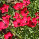 Scarlet Flax Linum Beautiful Red Flowers Heat Tolerant one pack seed local US