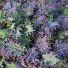 Red Russian Kale Antioxidants Ragged Jack one pack seed local US