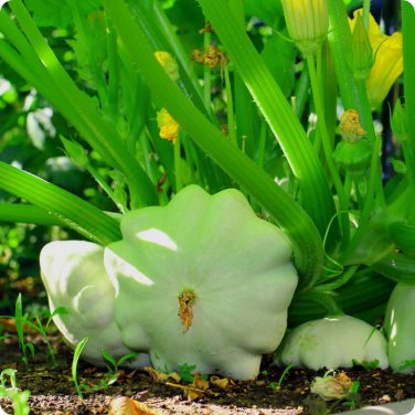 Green Tint Scallop Summer Squash Pattypan Squash one pack seed local US