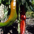 Ms Junie Hot Chile Pepper Hatch NuMex Red Chili Sauce one pack seed local US