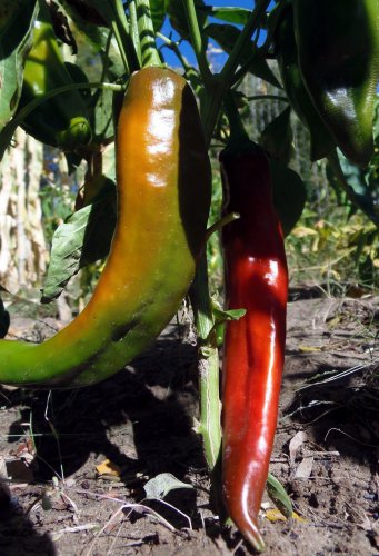 Ms Junie Hot Chile Pepper Hatch NuMex Red Chili Sauce one pack seed local US