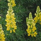 Yellow Lupine Lupinus densiflorus aureus Whitewhorl Lupine one pack seed local US