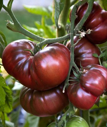 Black Brandywine Tomato 15 Beefsteak Potato Leaf one pack seed local US