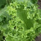 Southern Giant Curled Mustard Southern Curled one pack seed local US