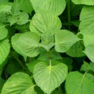 Green Shiso Perilla Beefsteak Plant Japanese Basil  one pack seed local US