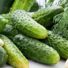 Wisconsin SMR 58 Pickling Cucumber  one pack seed local US