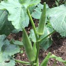 Emerald Okra Velvet Variety Packet Sizes BEST OKRA one pack seed local US