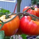 Big Rainbow Tomato Heirloom Slicing Beefsteak one pack seed local US