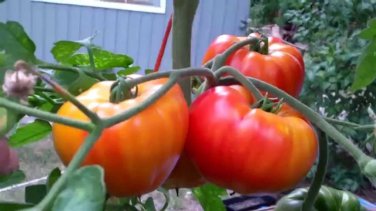 Big Rainbow Tomato Heirloom Slicing Beefsteak one pack seed local US