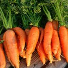 Danvers 126 Half Long Carrot Heirloom  one pack seed local US