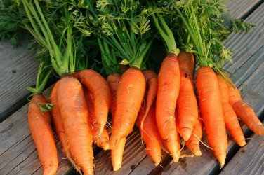 Danvers 126 Half Long Carrot Heirloom  one pack seed local US