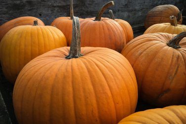 Big Max Pumpkin Enormous Large Pumpkin Pumpkin Pie one pack seed local US