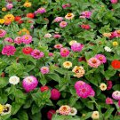 Pumila Mix Zinnia Cut and Come Again Variety Size Packets one pack seed local US