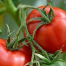 Manitoba Tomato Slicer Tomato Cool Climate Heirloom one pack seed local US