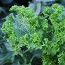 Green Wave Mustard Spicy Mustard Greens one pack seed local US