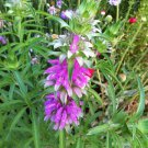 Lemon Mint Monarda citriodora Lemon Horsemint  one pack seed local US