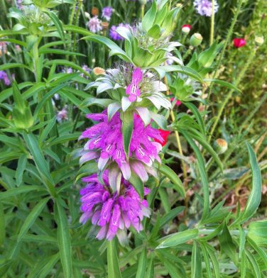 Lemon Mint Monarda citriodora Lemon Horsemint  one pack seed local US