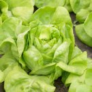 White Boston Butterhead Lettuce Improved Big Boston one pack seed local US