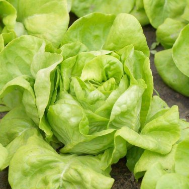 White Boston Butterhead Lettuce Improved Big Boston one pack seed local US