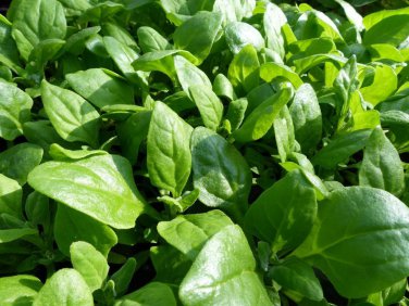 New Zealand Spinach Bulk Heirloom  one pack seed local US