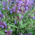 Italian Sage Salvia Officinalis  one pack seed local US