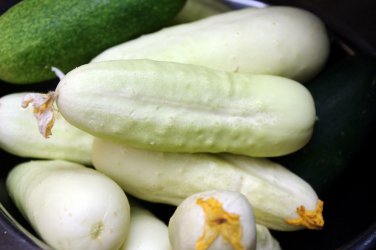 White Wonder Cucumber Ivory King White Albino  one pack seed local US